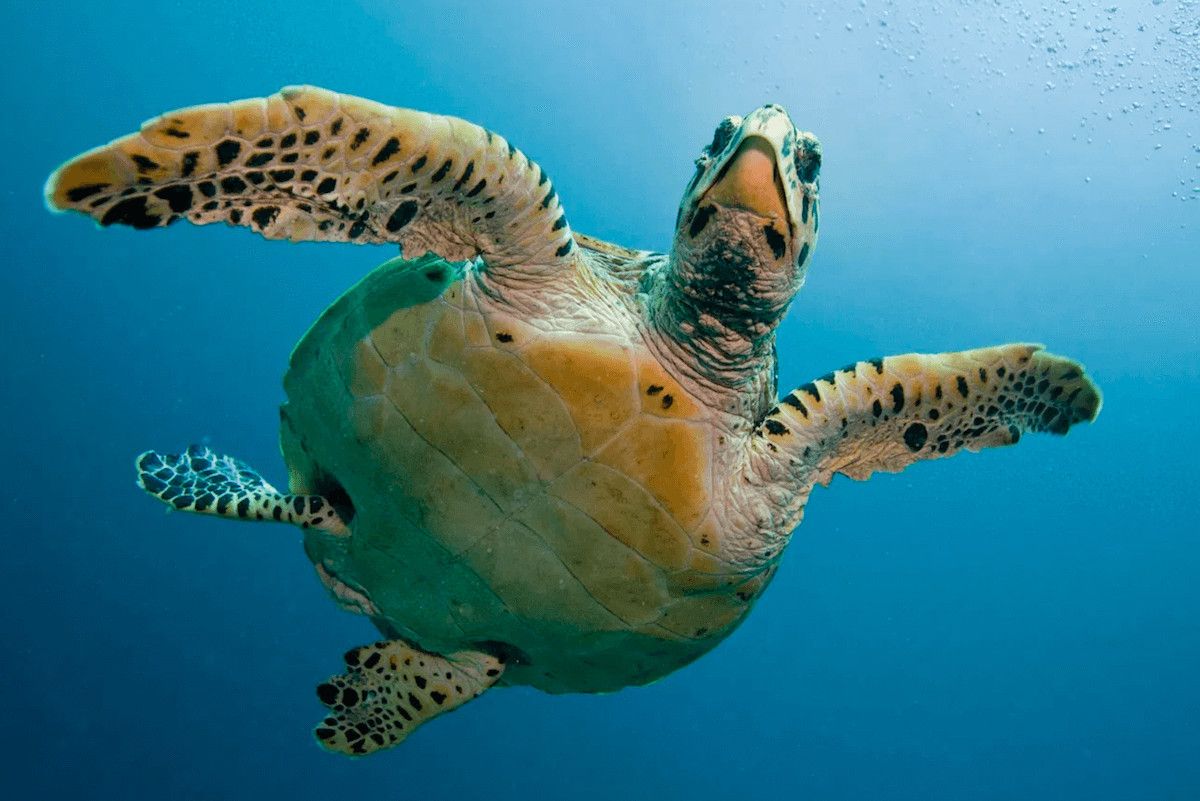 Acquario dell’Elba