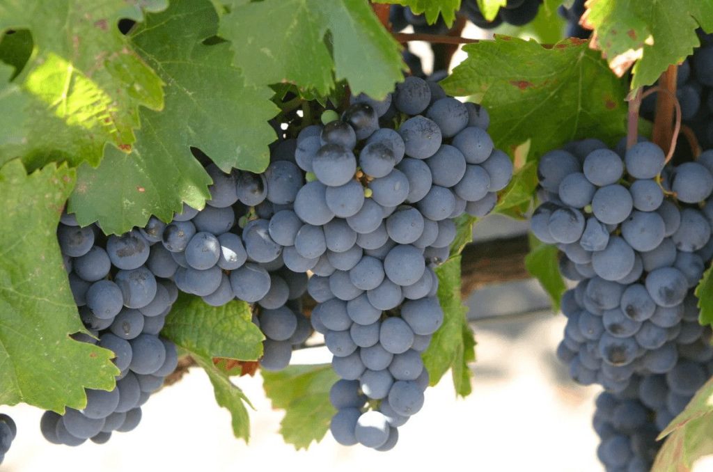 Strada del Vino dell'Isola d'Elba