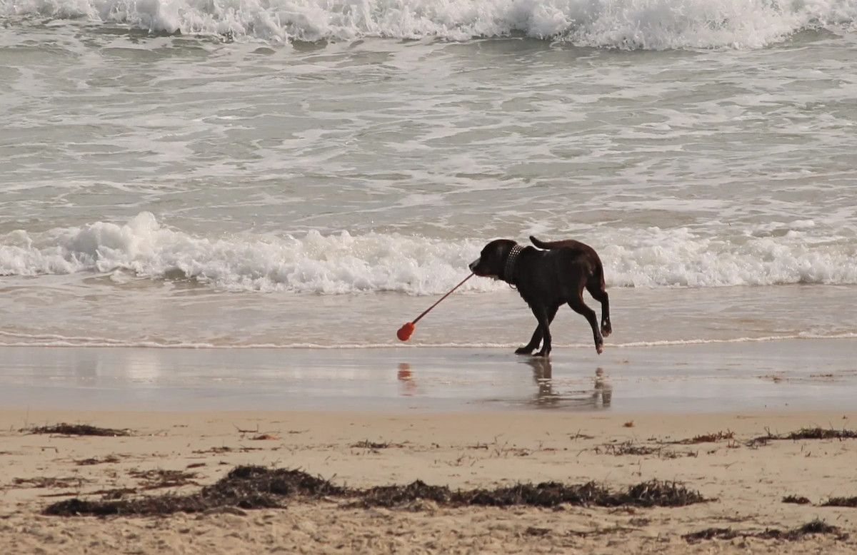 Spiagge per cani all'Elba